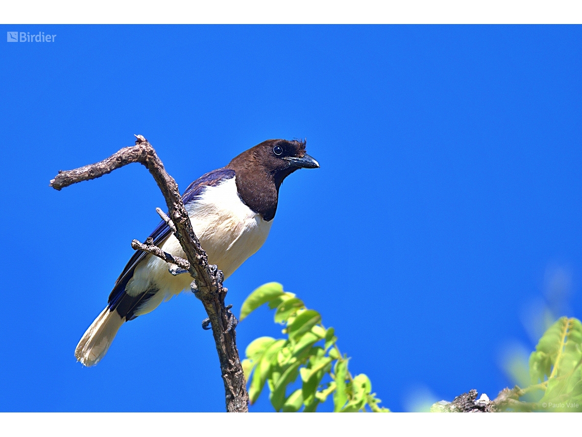 Cyanocorax cristatellus