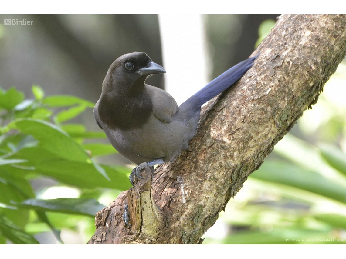 Cyanocorax cyanomelas