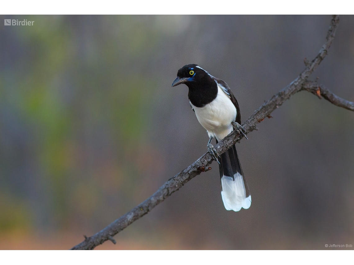 Cyanocorax cyanopogon