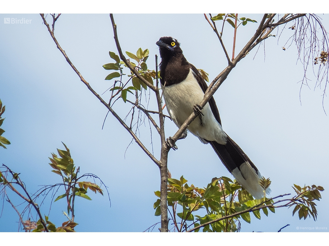 Cyanocorax cyanopogon