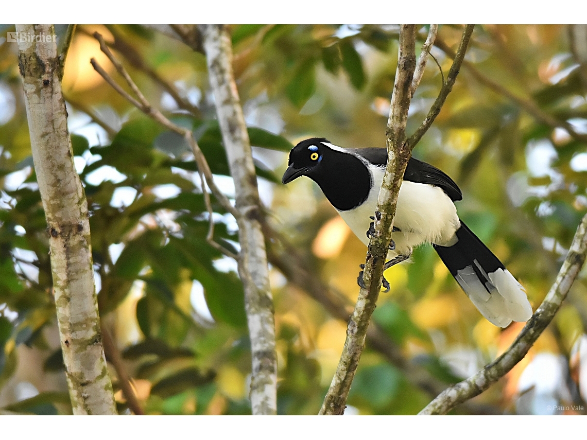 Cyanocorax cyanopogon