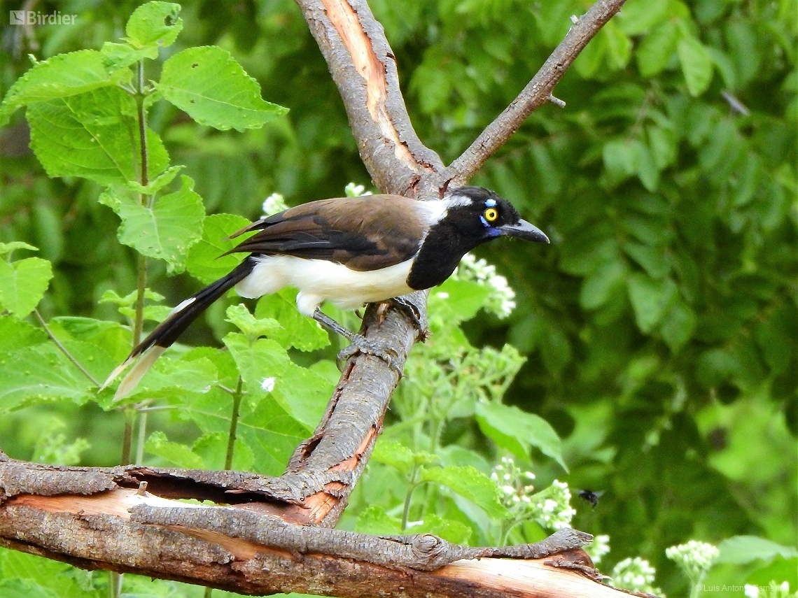 Cyanocorax cyanopogon