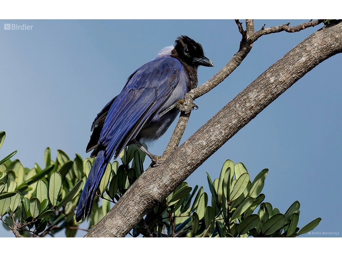 Cyanocorax violaceus