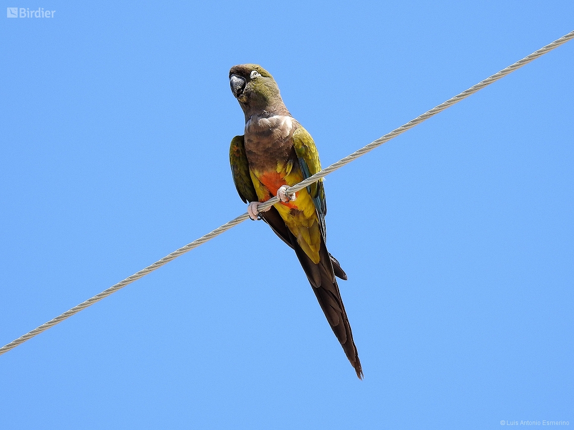 Cyanoliseus patagonus