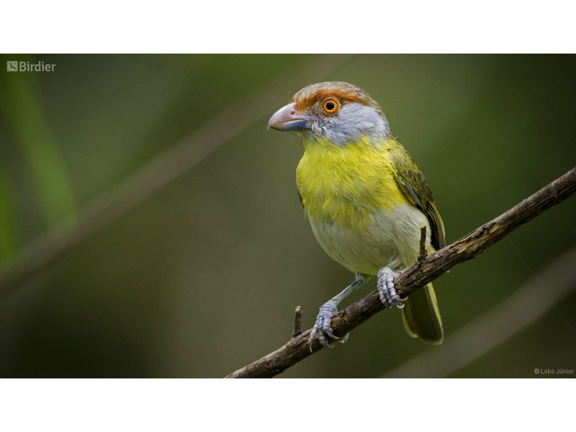 Cyclarhis gujanensis