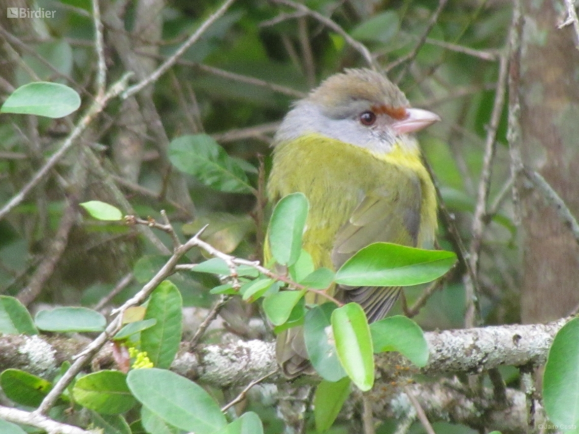 Cyclarhis gujanensis