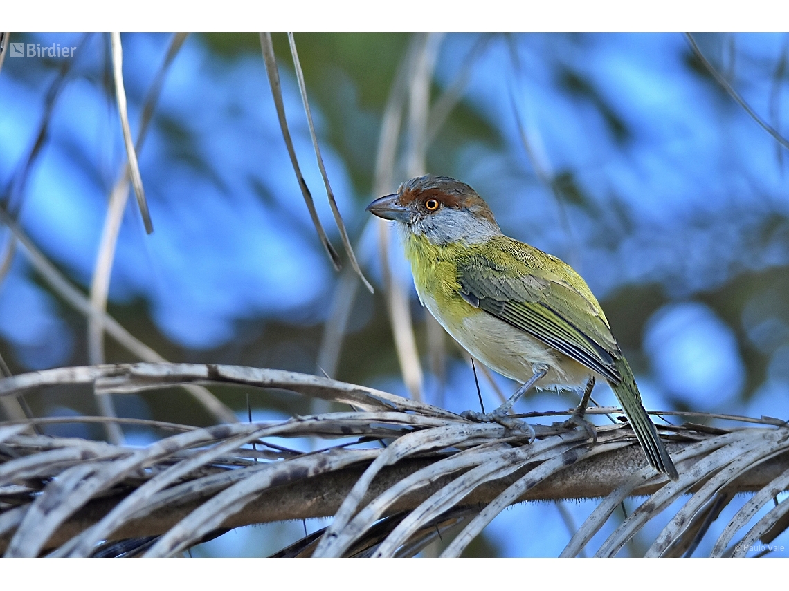 Cyclarhis gujanensis