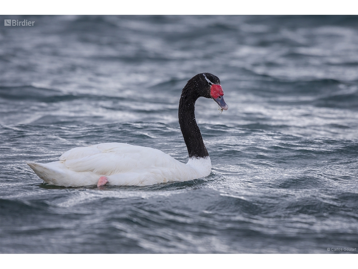 Cygnus melancoryphus
