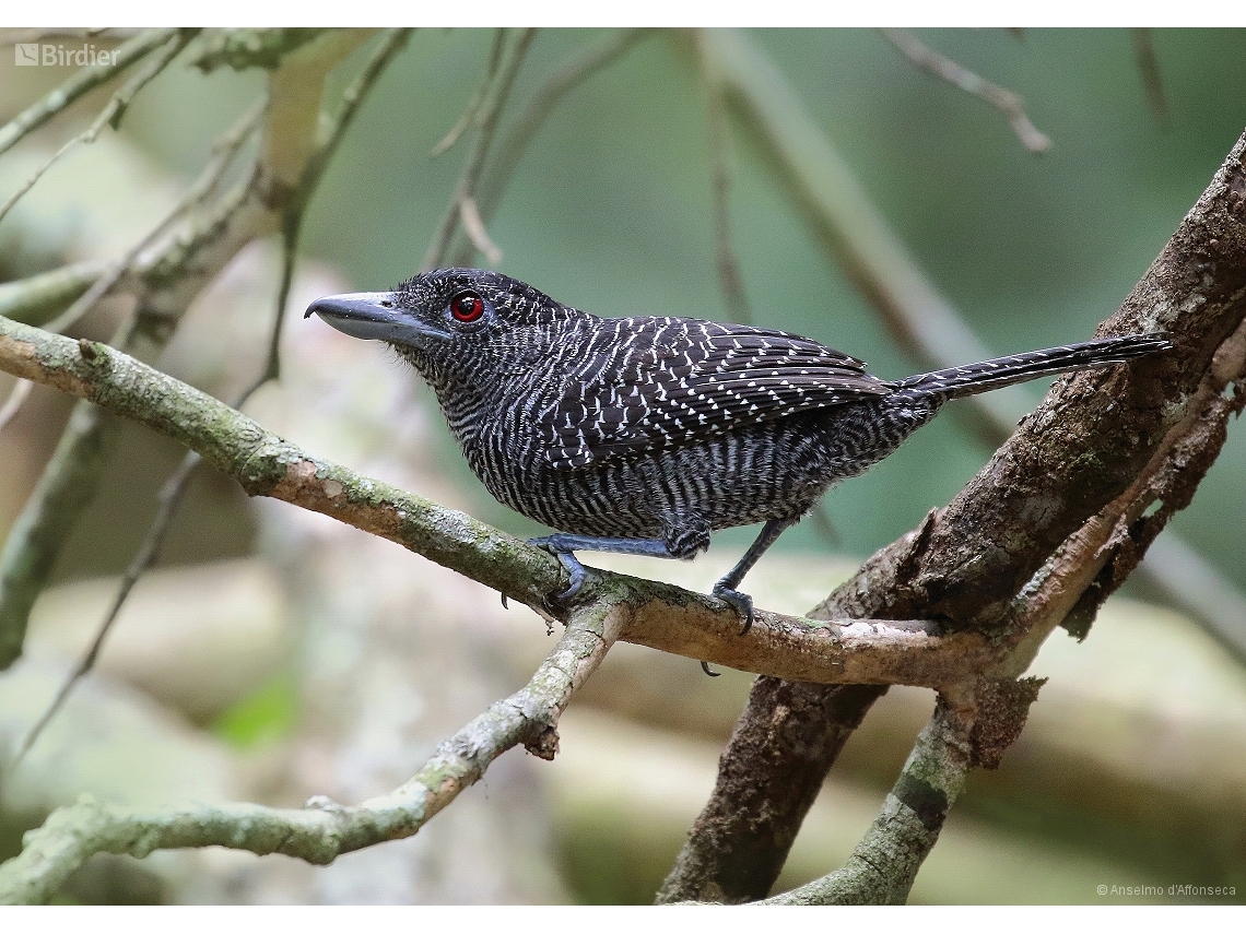 Cymbilaimus lineatus
