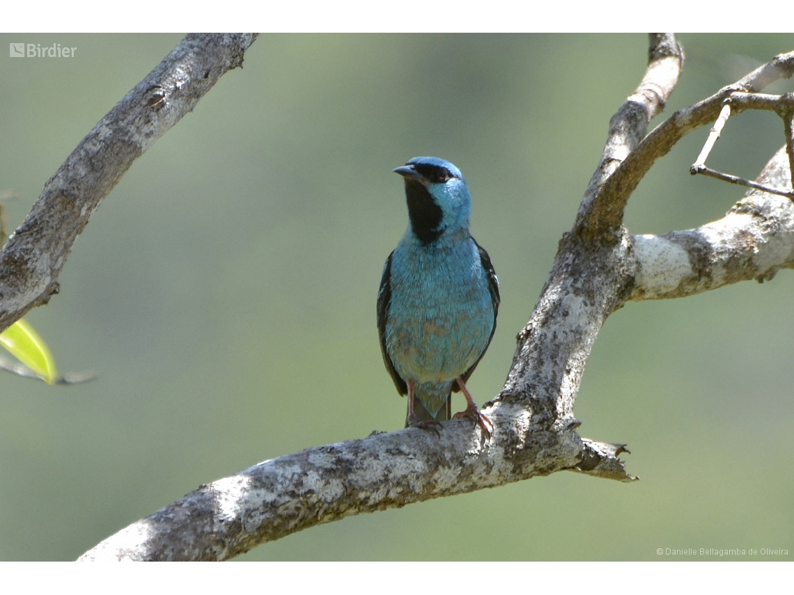 Dacnis cayana