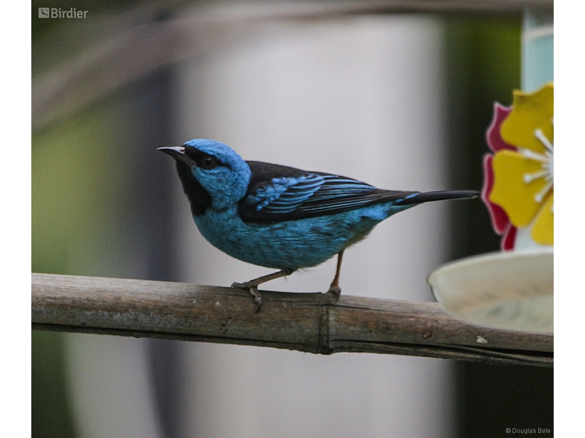 Dacnis cayana
