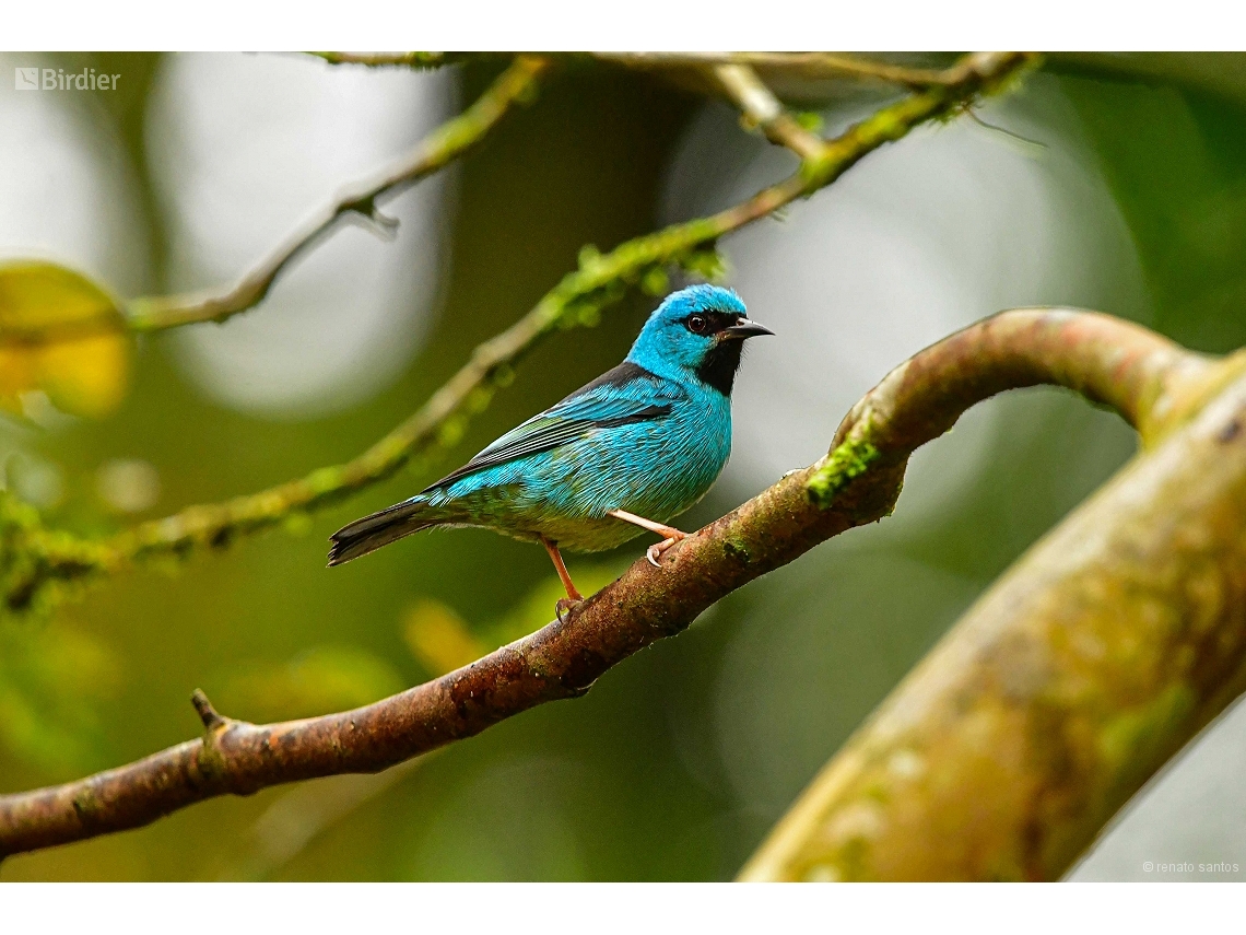 Dacnis cayana
