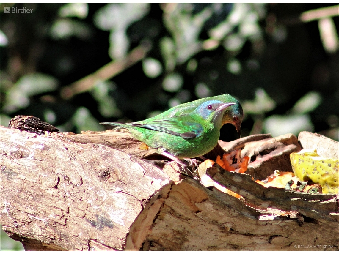 Dacnis cayana