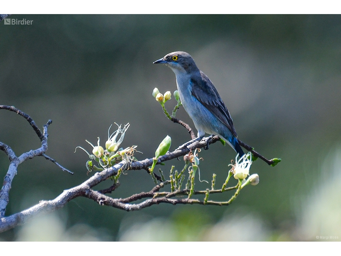 Dacnis lineata