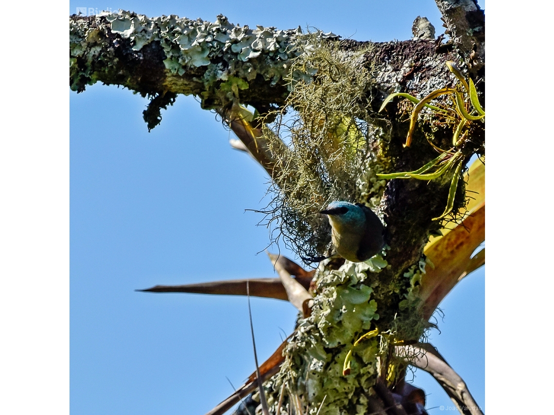 Dacnis nigripes