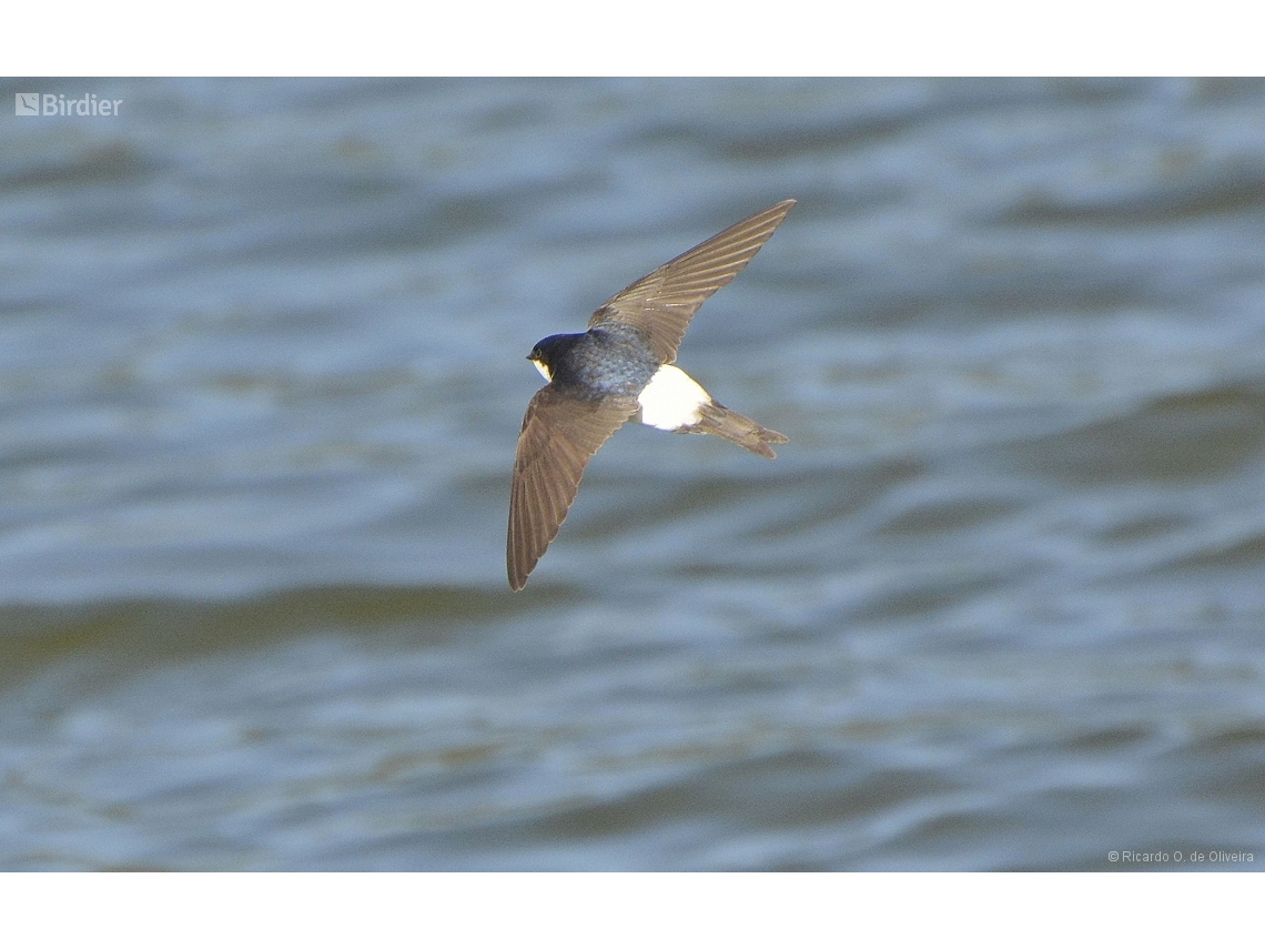 Delichon urbicum