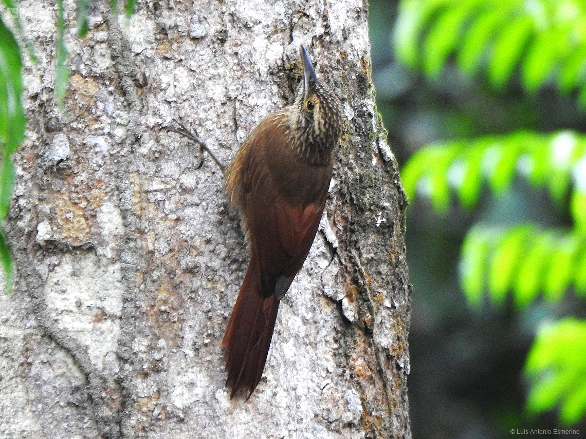 Dendrocolaptes platyrostris