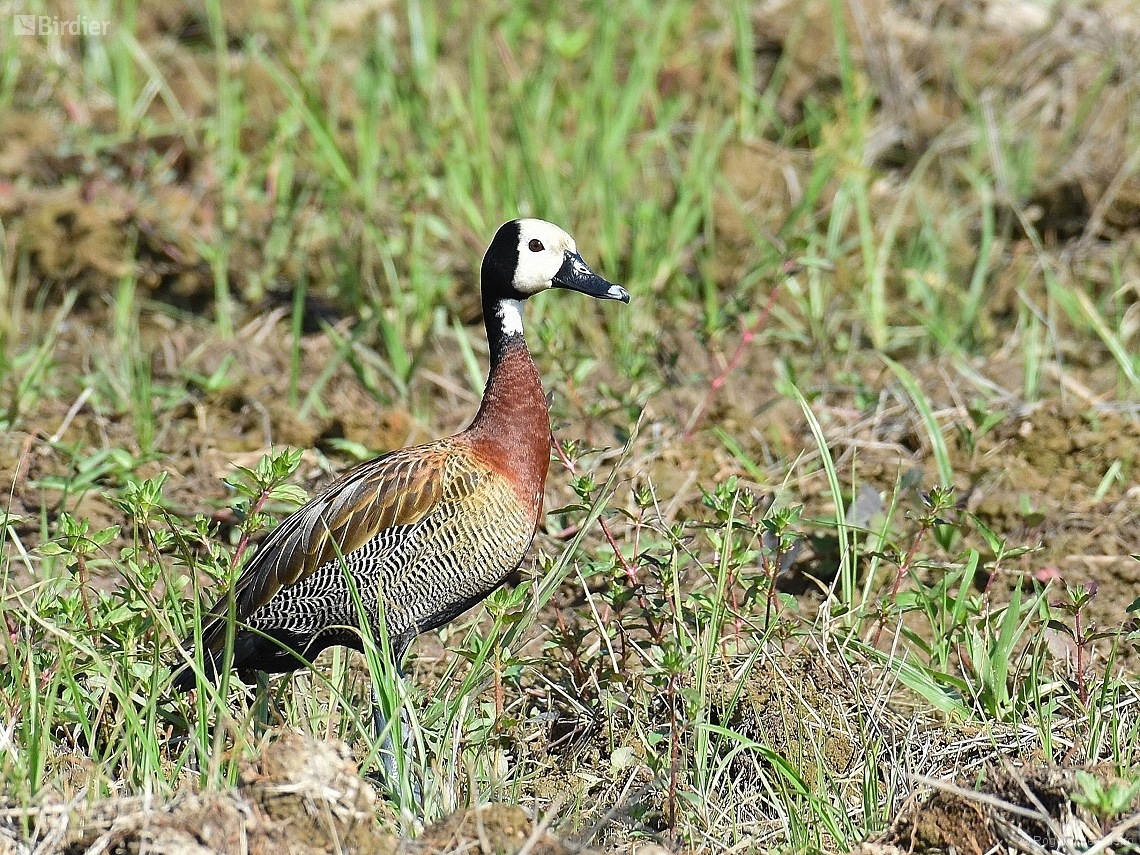 Dendrocygna viduata