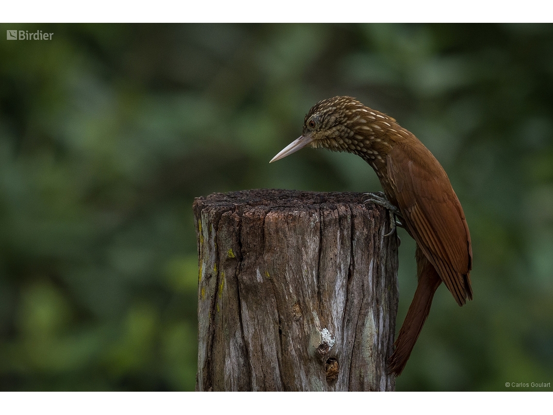 Dendroplex picus