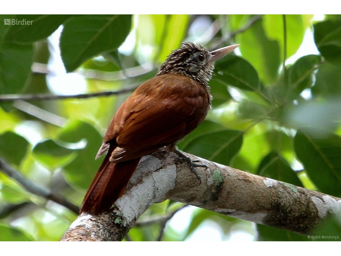 Dendroplex picus