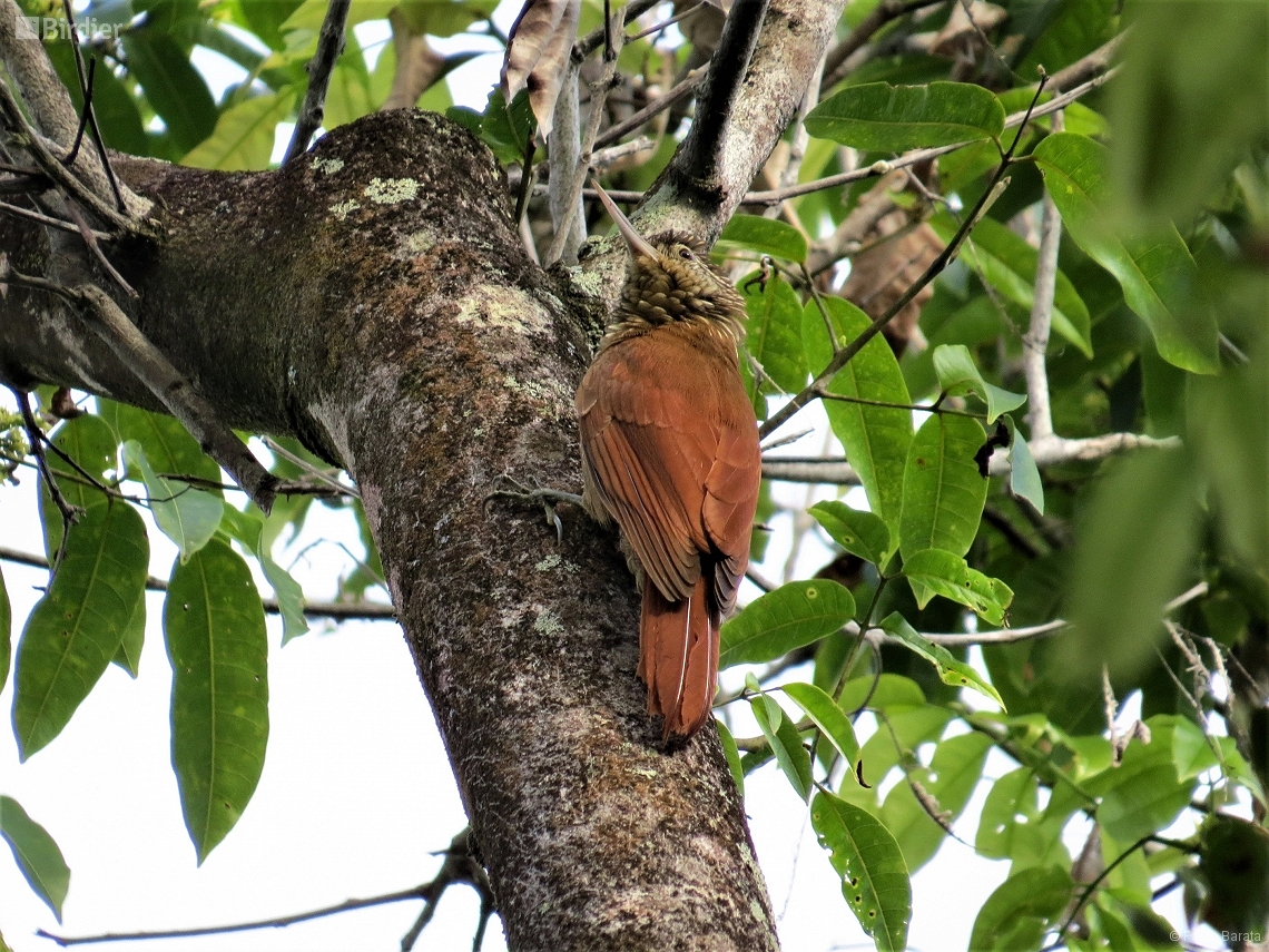 Dendroplex picus