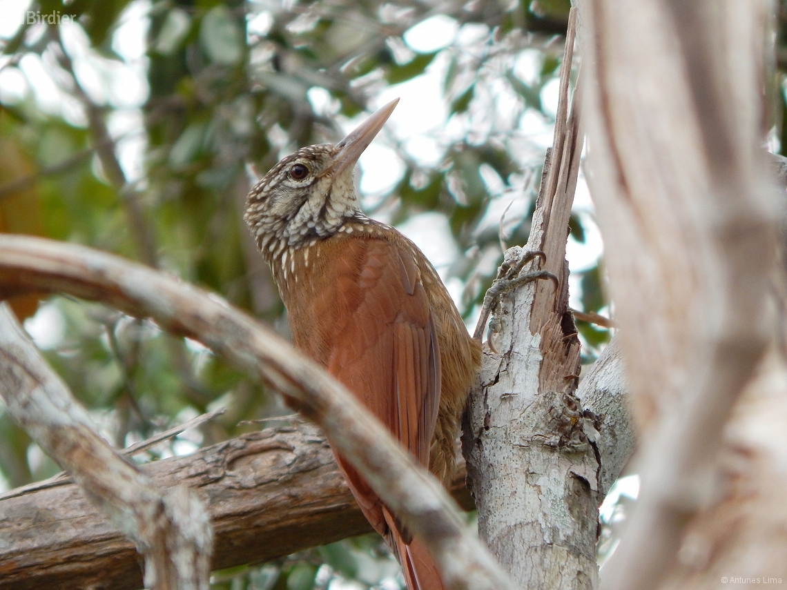 Dendroplex picus