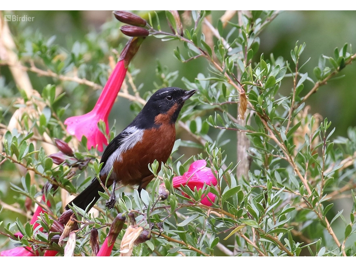 Diglossa brunneiventris