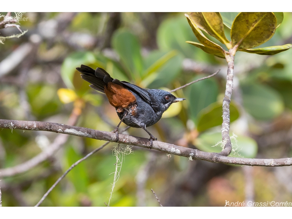 Diglossa major
