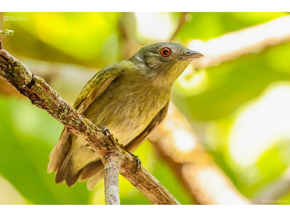 Pseudopipra pipra