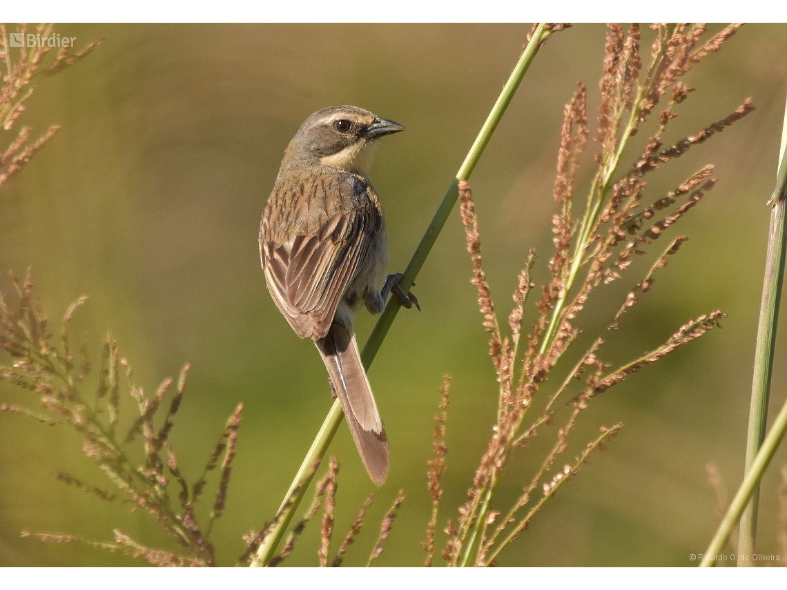 Donacospiza albifrons