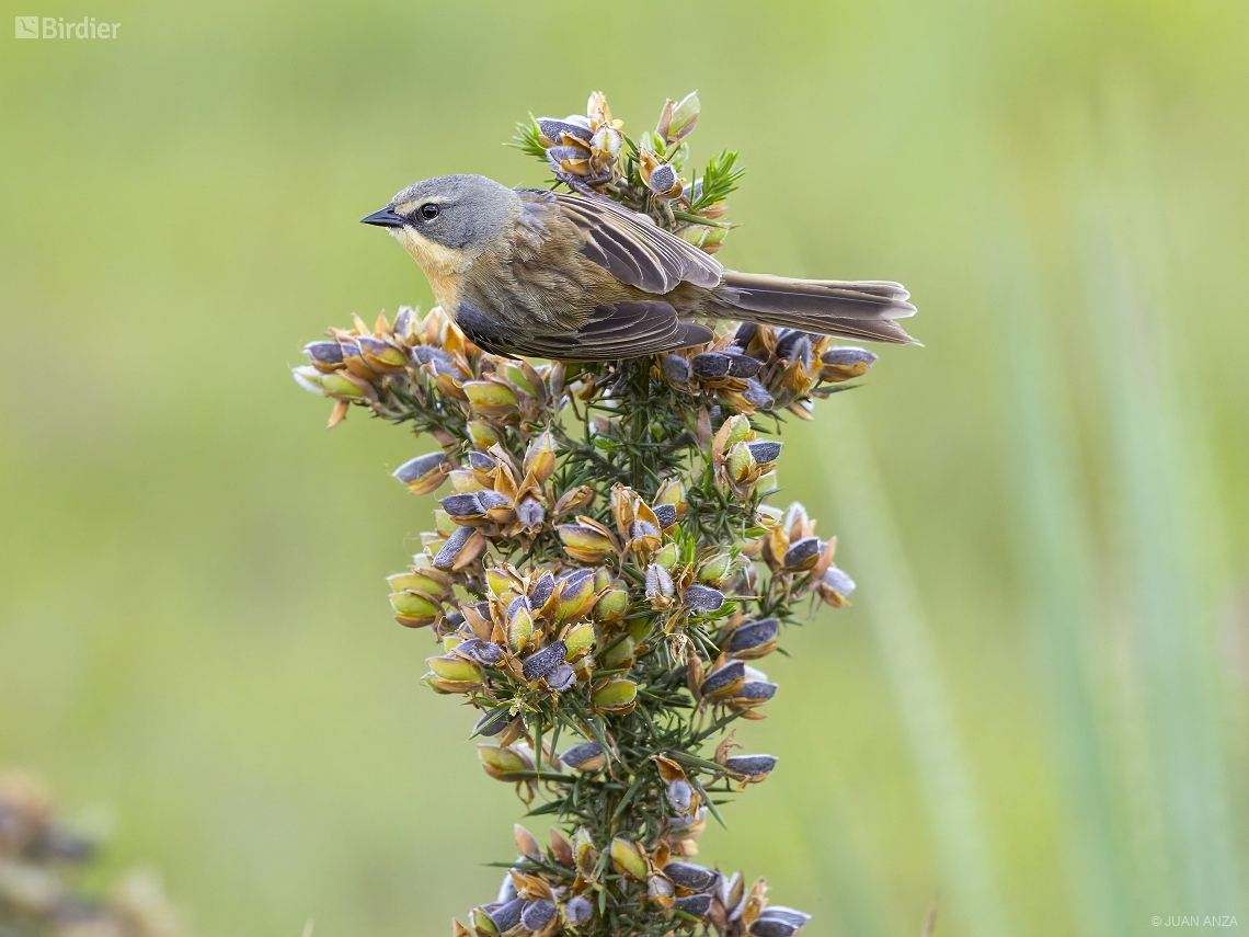 Donacospiza albifrons