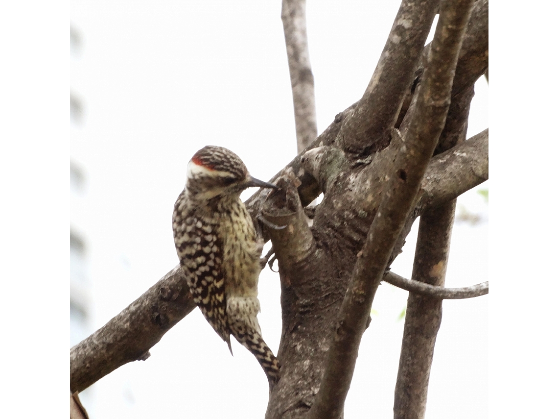 Veniliornis mixtus