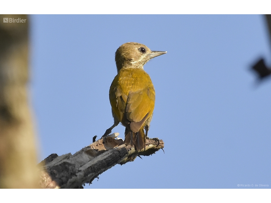 Veniliornis passerinus