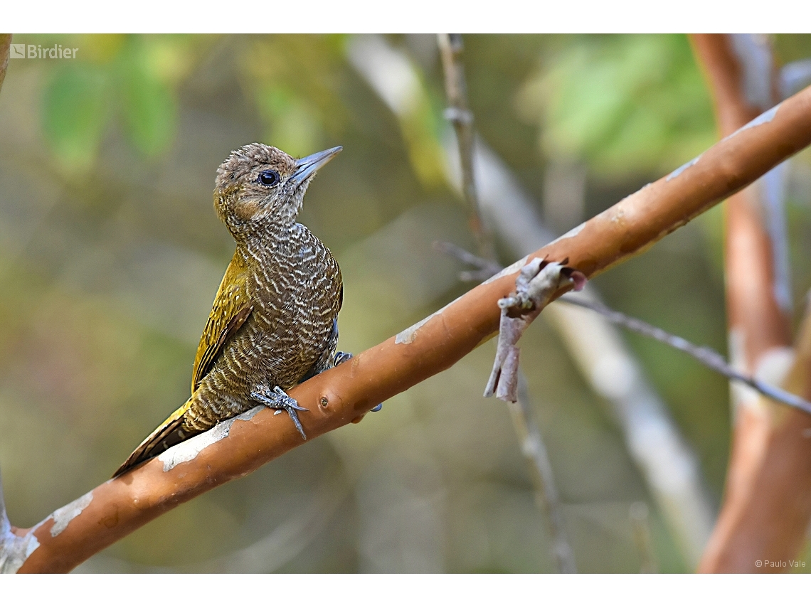 Veniliornis passerinus