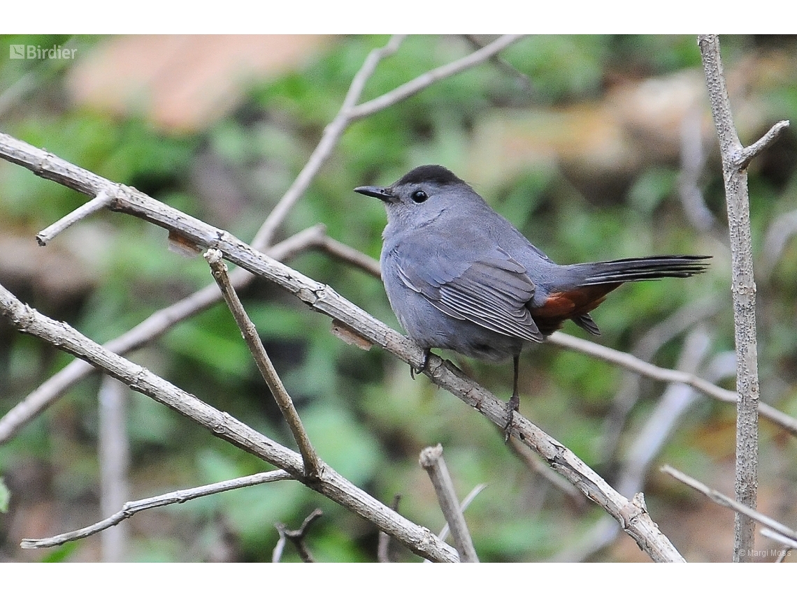 Dumetella carolinensis
