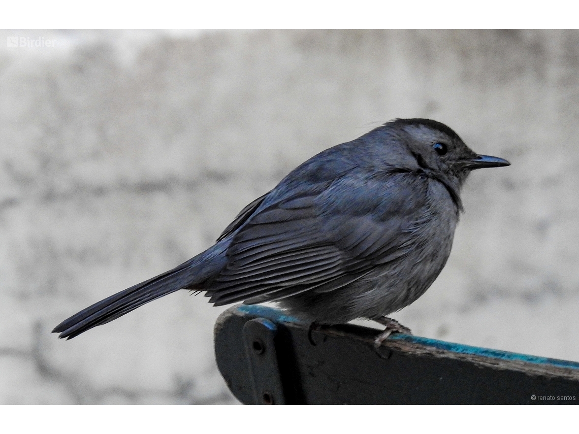 Dumetella carolinensis