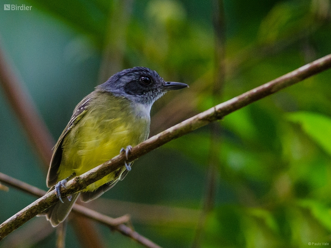 Dysithamnus mentalis