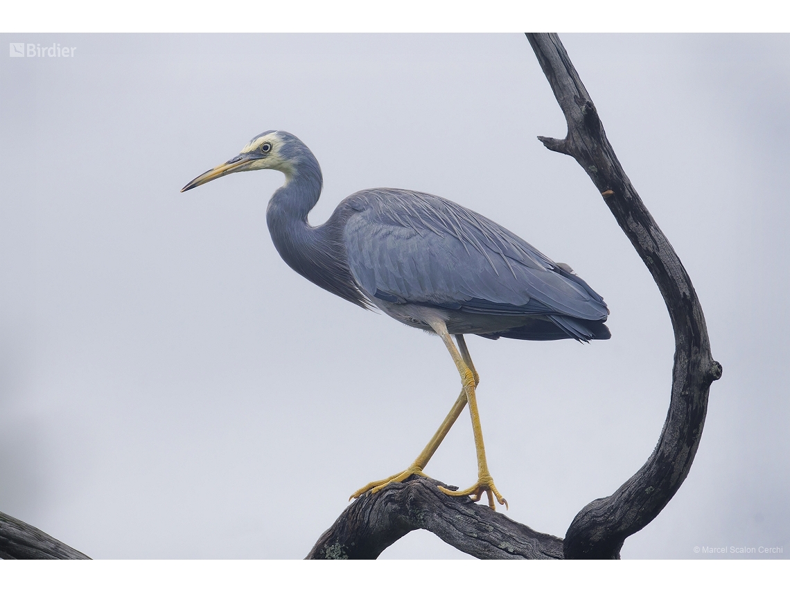 Egretta novaehollandiae