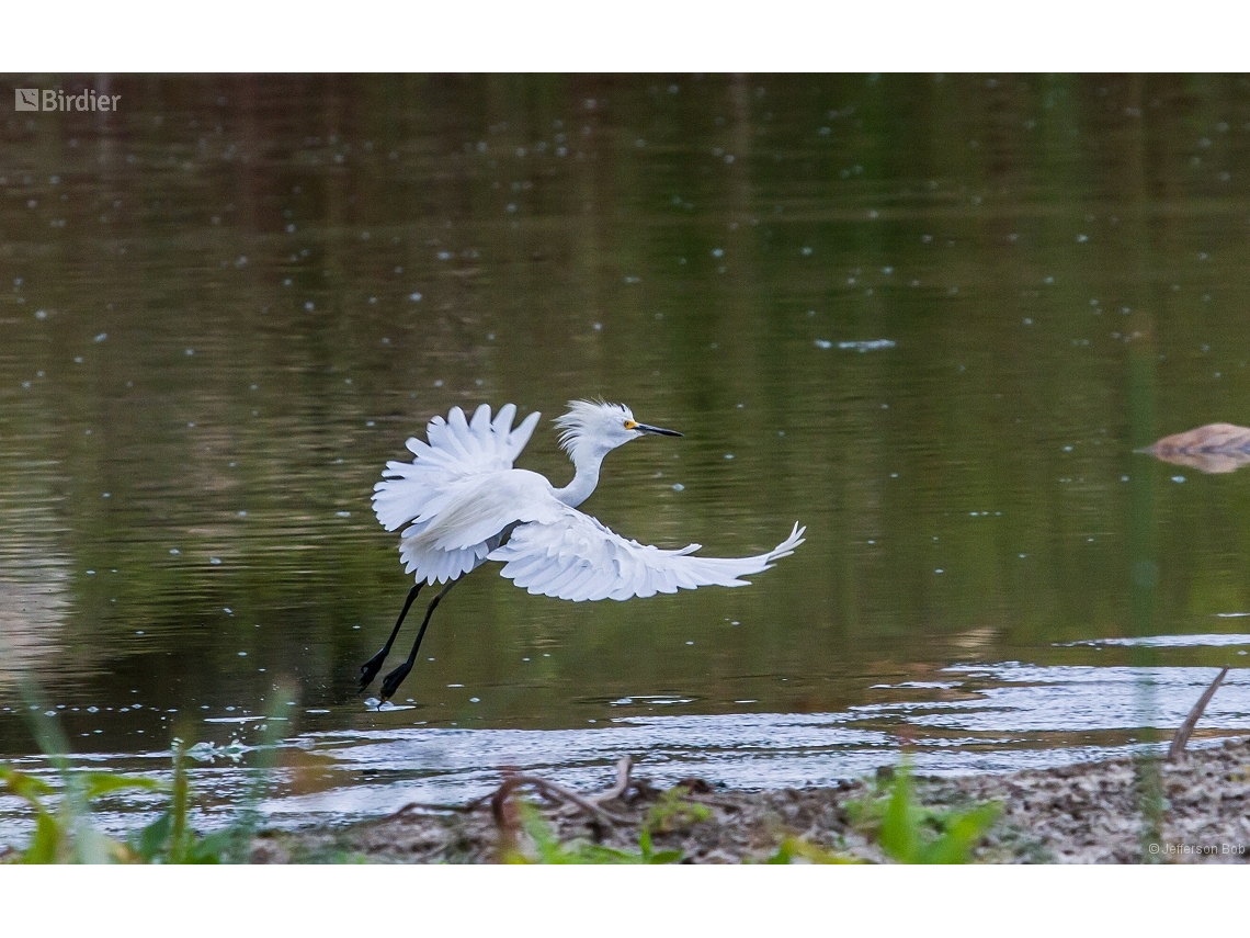 Egretta thula