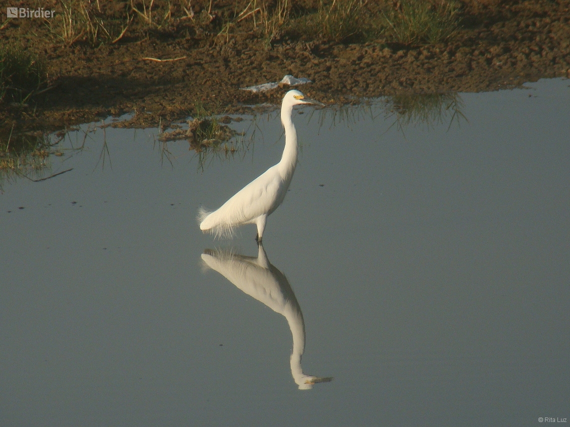 Egretta thula
