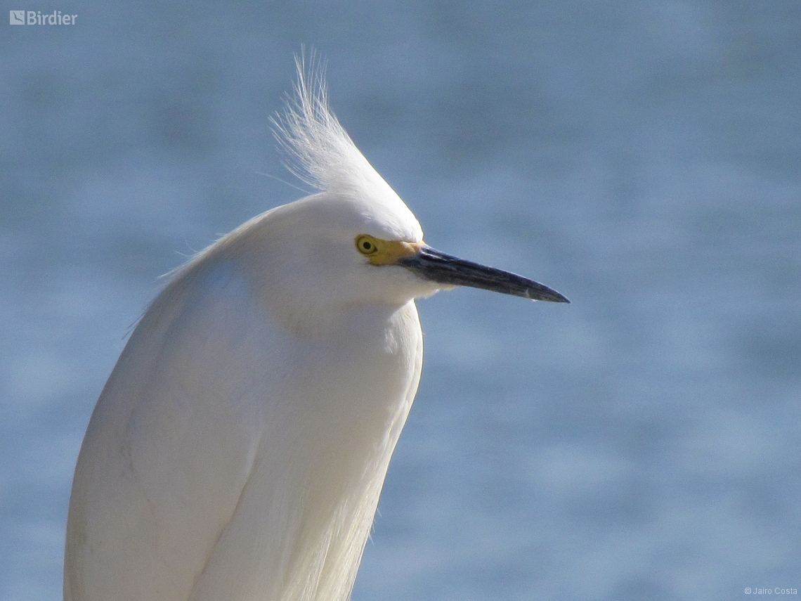 Egretta thula