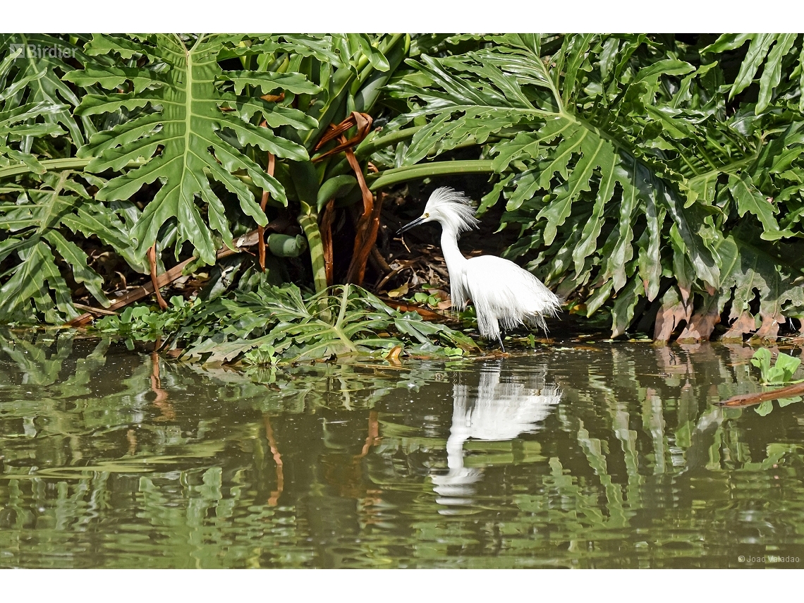 Egretta thula