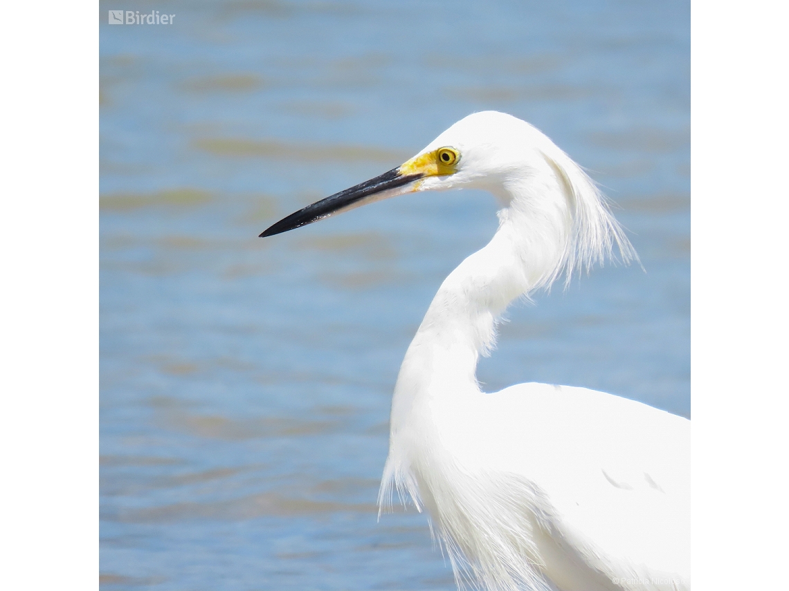 Egretta thula