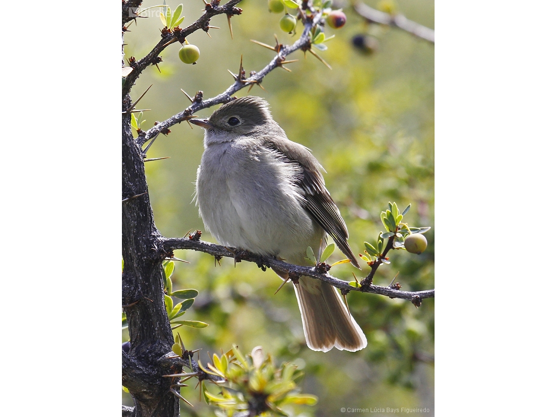 Elaenia albiceps