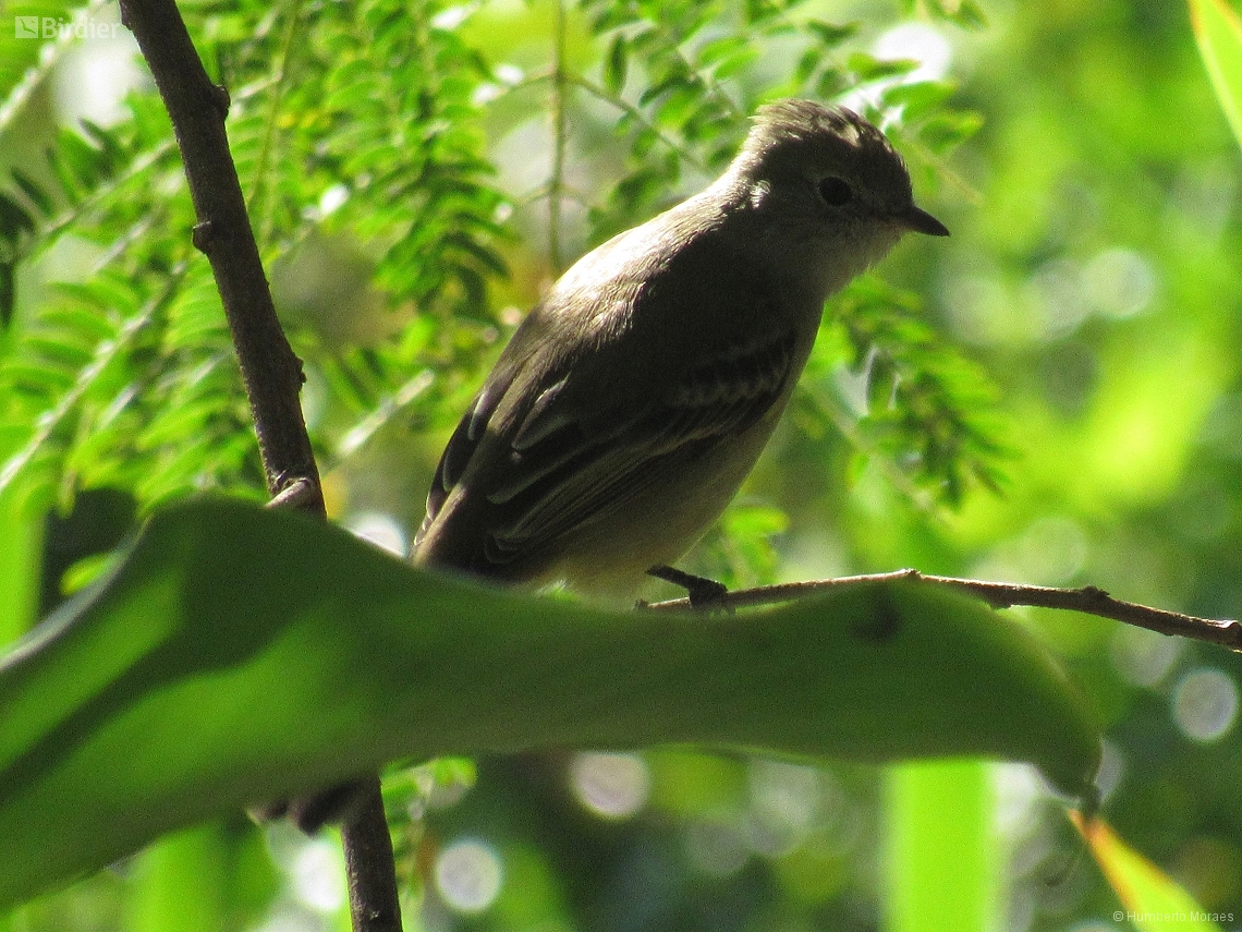 Elaenia chiriquensis