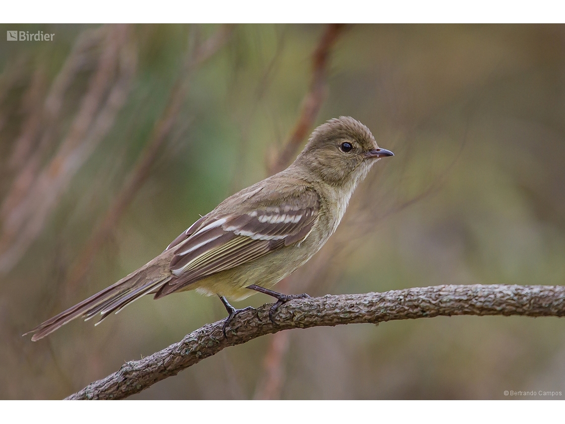 Elaenia obscura