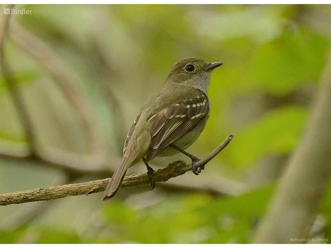 Elaenia parvirostris