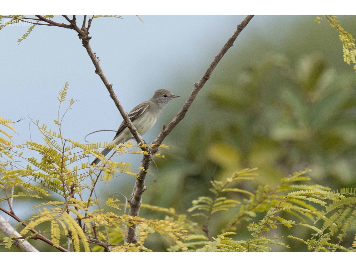 Elaenia spectabilis