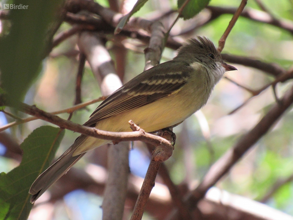 Elaenia spectabilis
