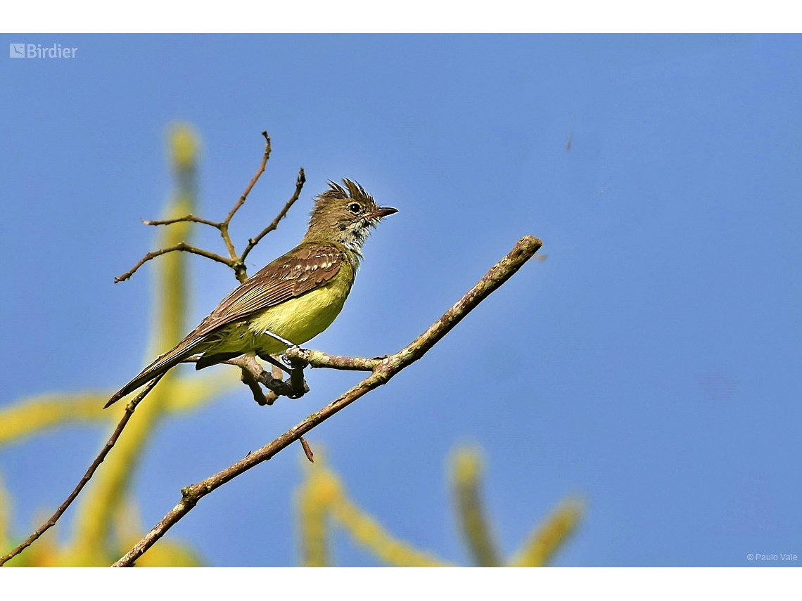 Elaenia spectabilis